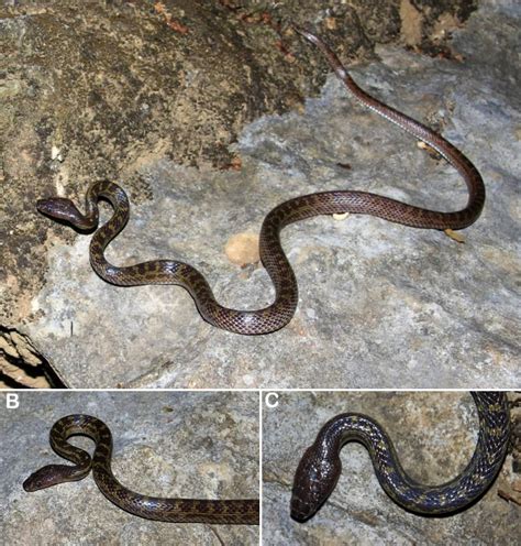 Genus Lycodon .